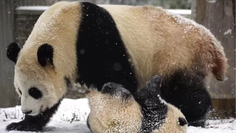 Panda Qian Qian 2006