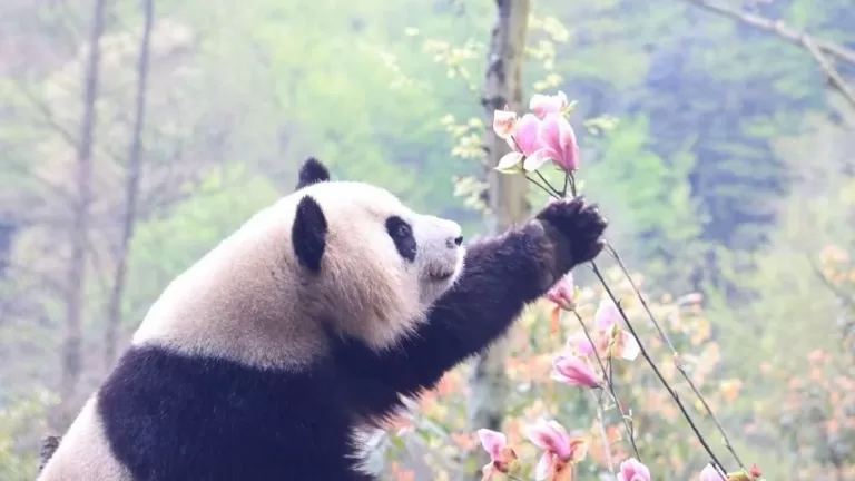 Panda Qiao Qiao 2011