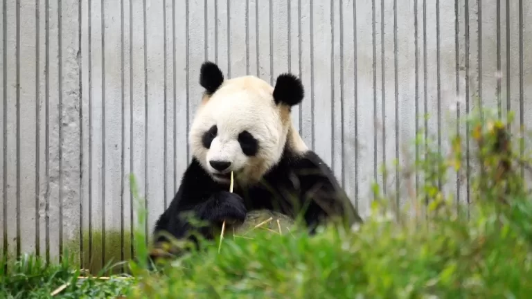 Panda Qing Qing 2007