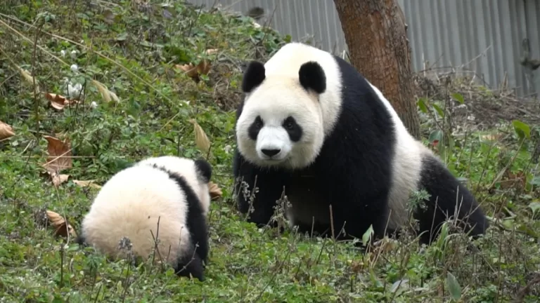 Panda Shu Qin