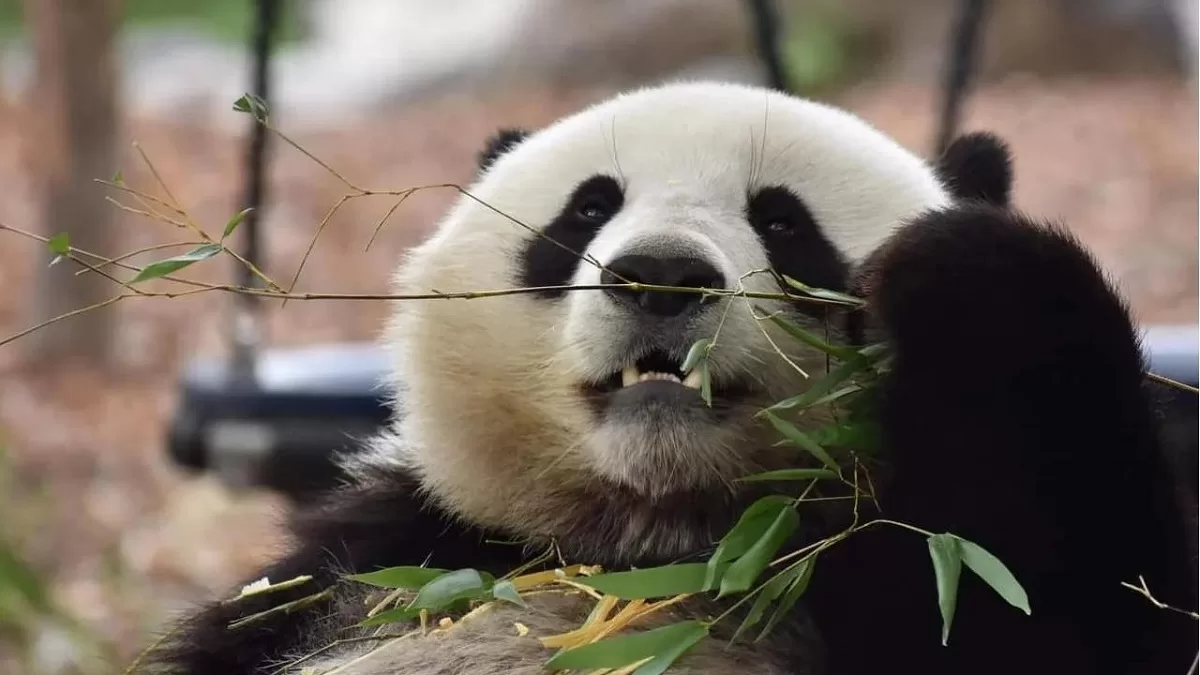 Panda Tian Bao 2018