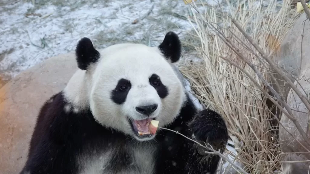 Panda Xiao Chuan