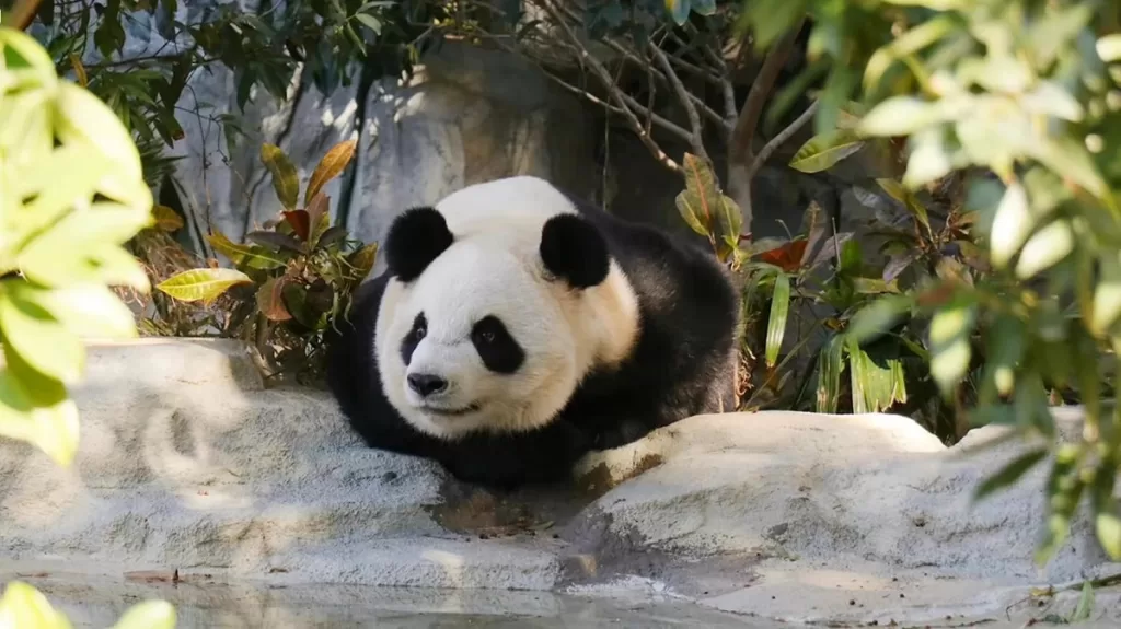 Panda Xing Yuan