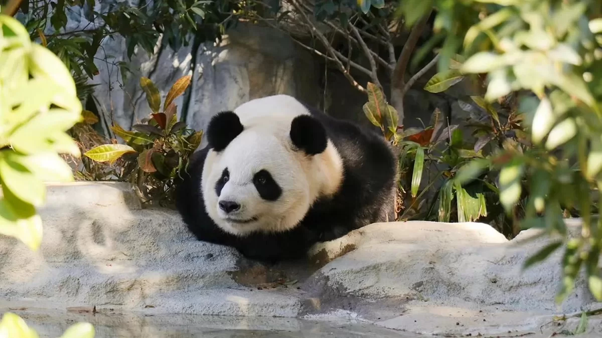 Panda Xing Yuan
