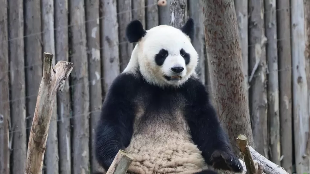 Panda Ya Nan