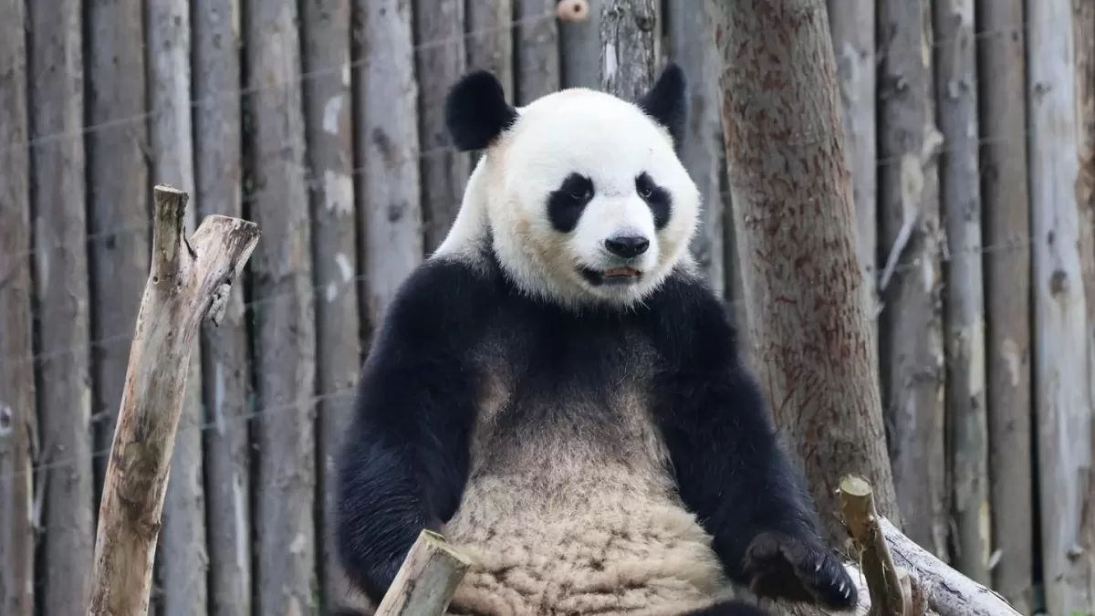 Panda Ya Nan