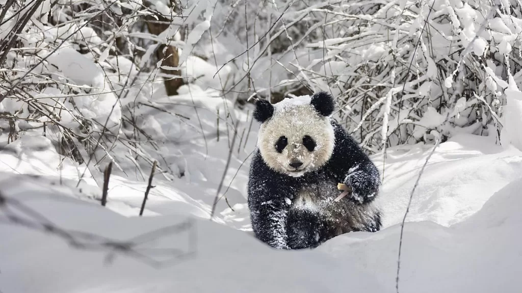 What Climate Do Pandas Live In