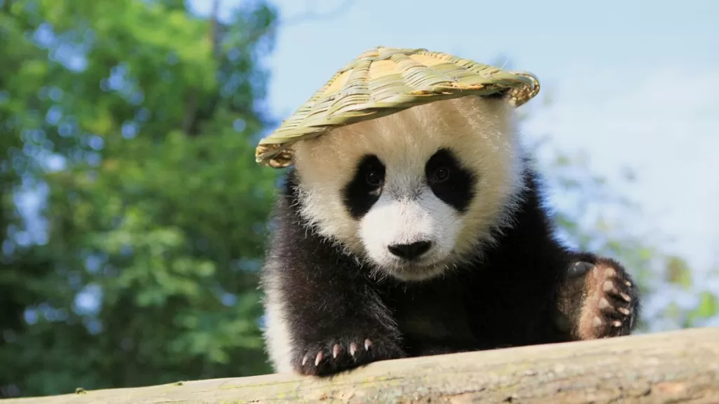 Where Do Pandas Originate From