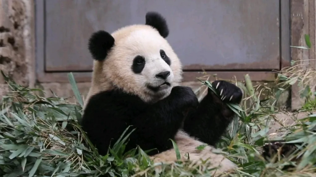 Panda Bao Li
