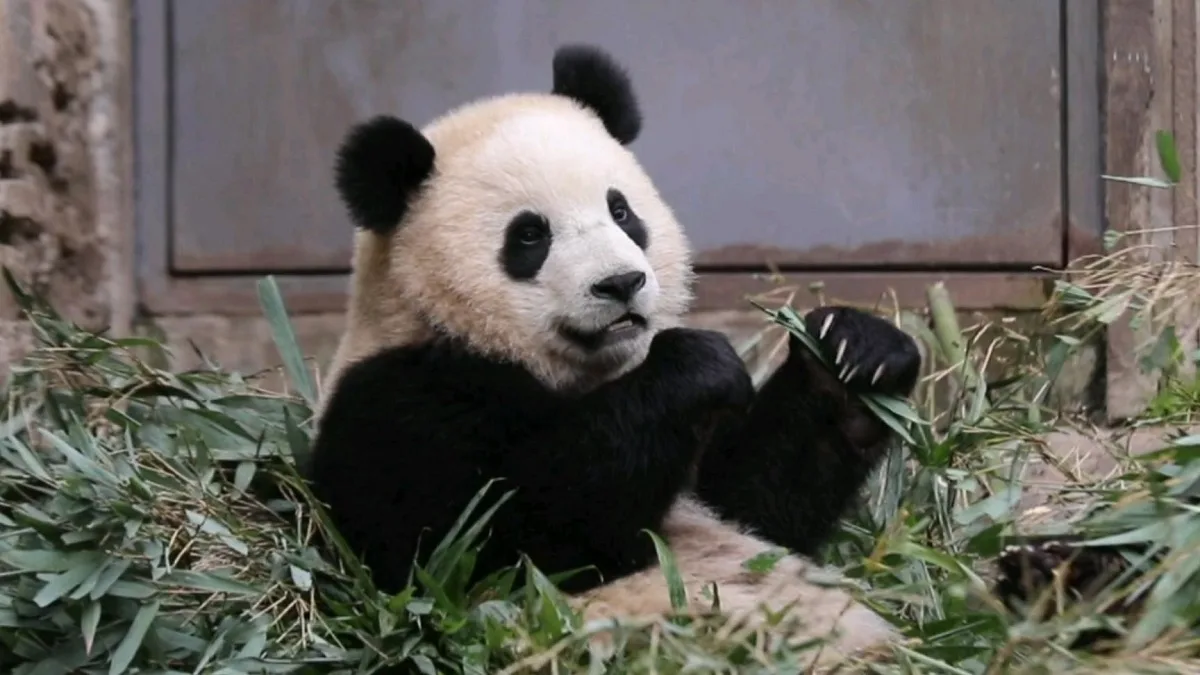 Panda Bao Li