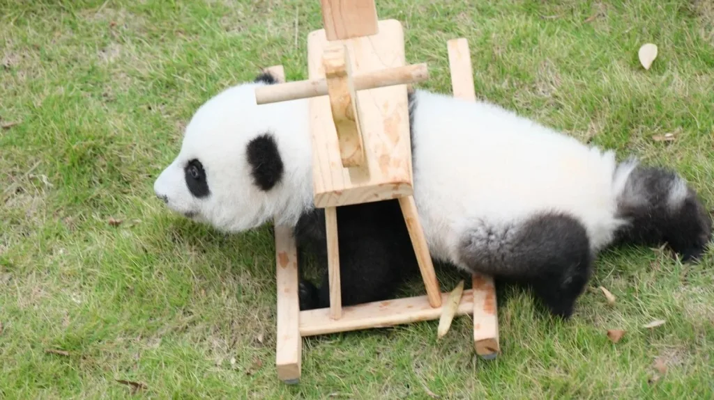 Are Giant Pandas Really Docile