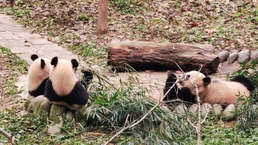 Are Pandas Really Dumb