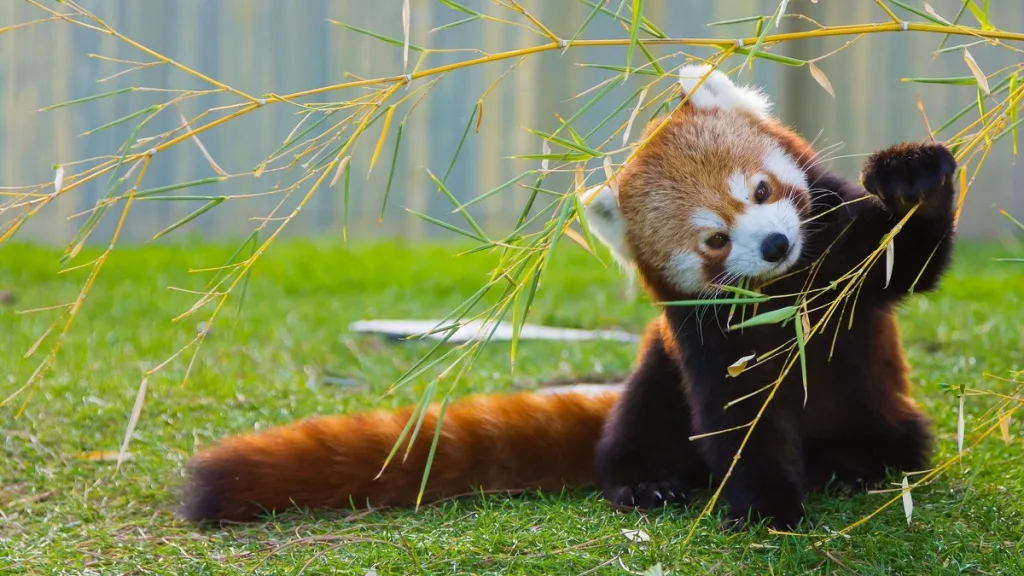 Are Red Pandas And Giant Pandas Related
