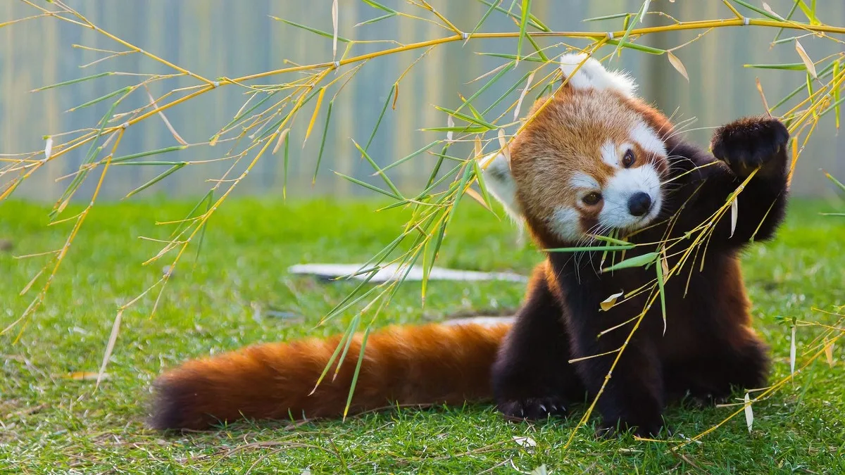 Are Red Pandas And Giant Pandas Related