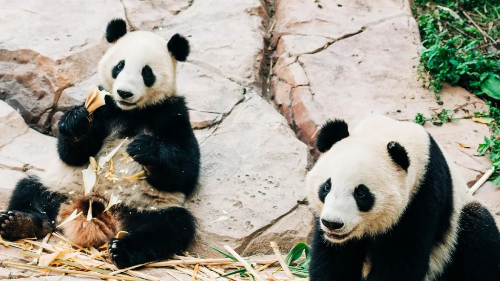 Are There Pandas In Korea