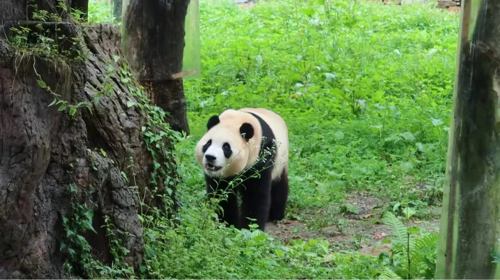 Are Giant Pandas Hunted