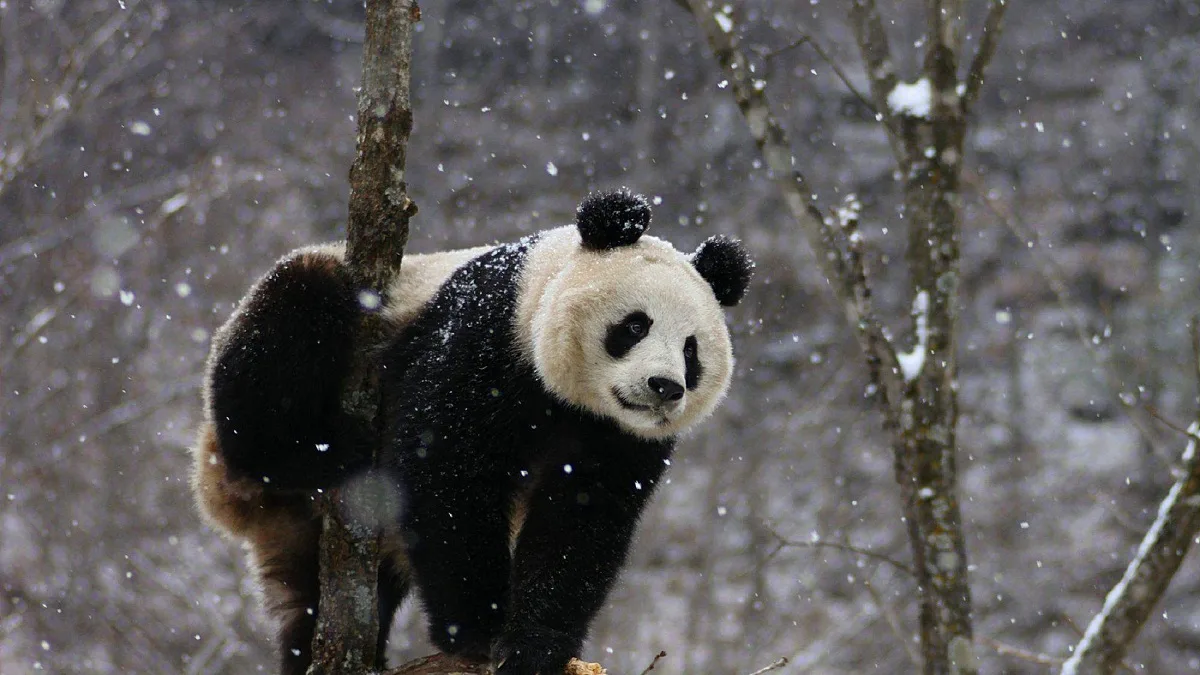 Are Pandas' Habitats Being Destroyed