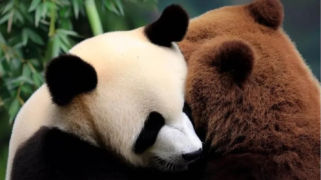 Are Pandas Related To Bears