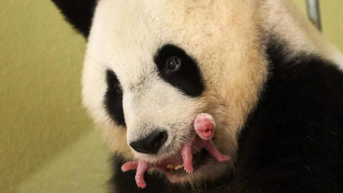 How Long Are Pandas Pregnant