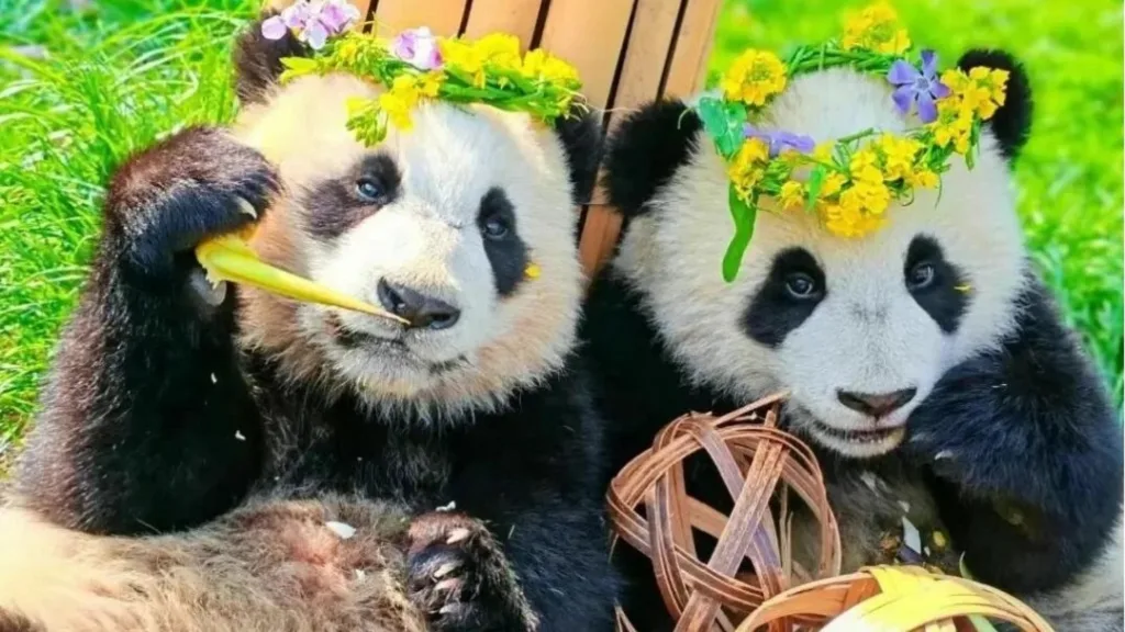 How Are Giant Pandas Being Protected