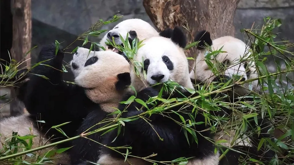 How Can We, The Ordinary People, Help Pandas