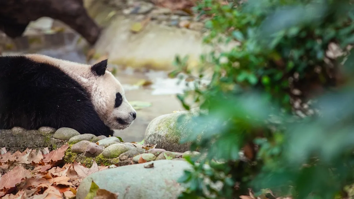 How Does Climate Change Affect The Pandas In China