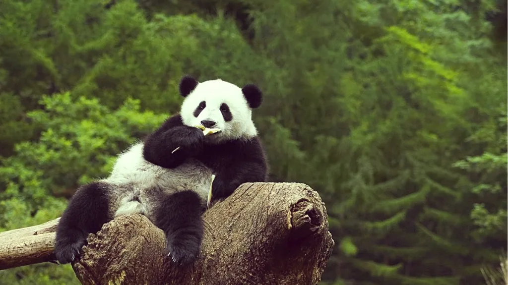 How Many Pandas Are There In Zoos