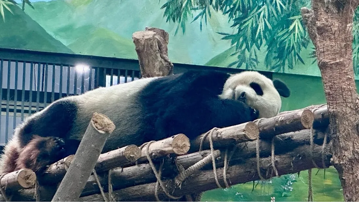 Panda Hai Bang