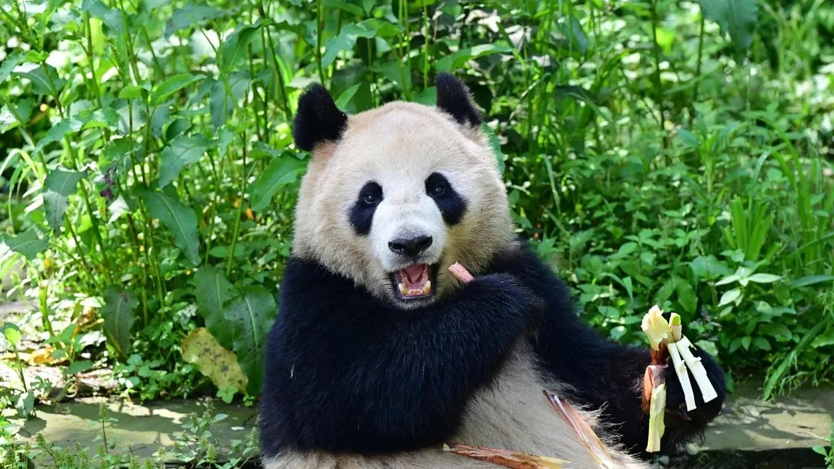 Panda Yun Chuan