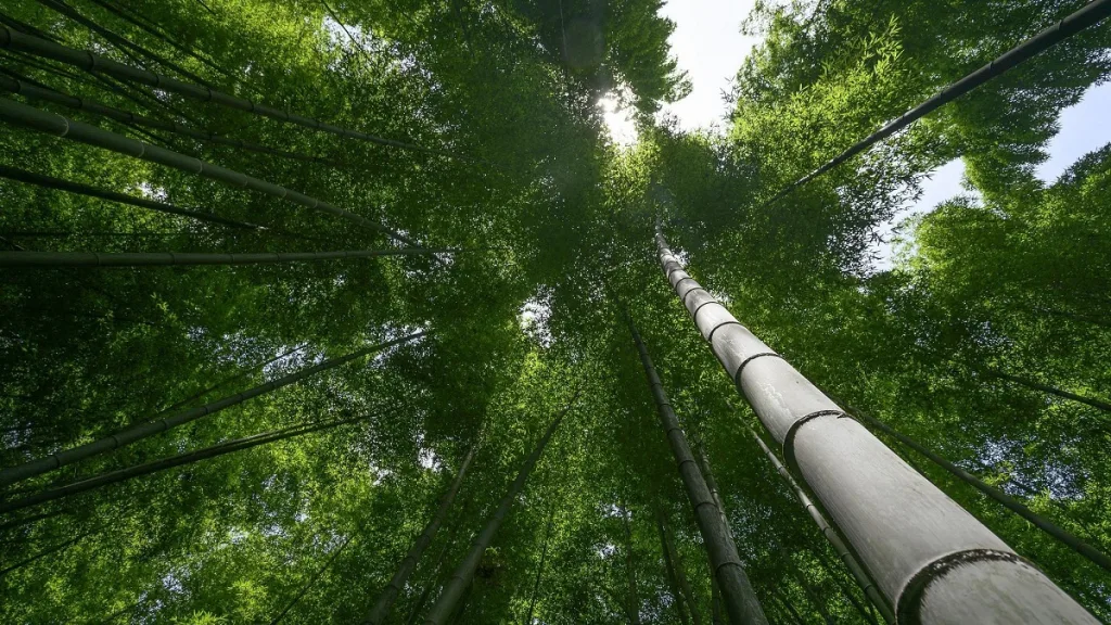 What Animals Eat Bamboo Besides Pandas