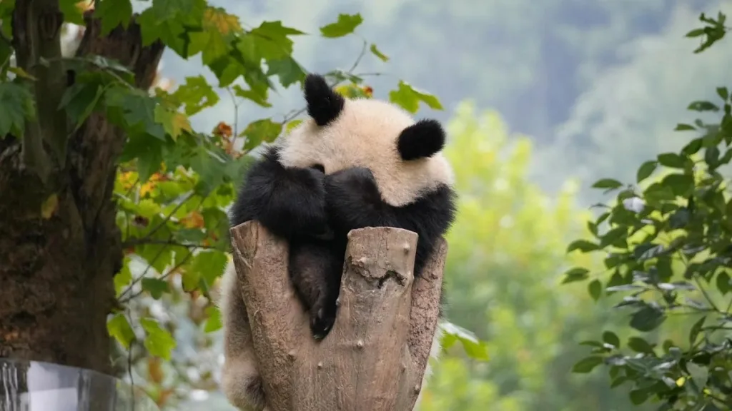 What Do Pandas Play With