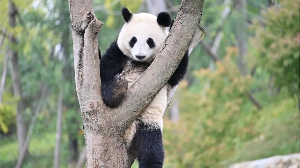 Do Pandas Live In Trees