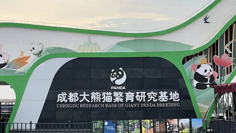2025 Announcement On Visiting Chengdu Research Base Of Giant Panda Breeding