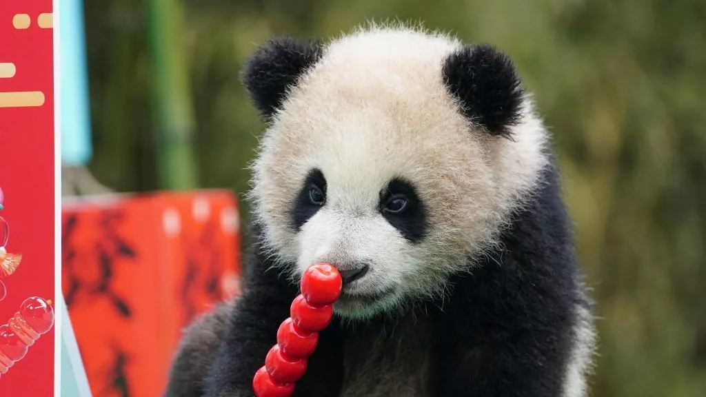 25 Giant Panda Cubs Send 2025 New Year Greetings 3