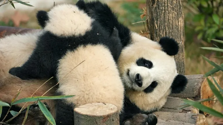 Do Baby Pandas Eat Poop