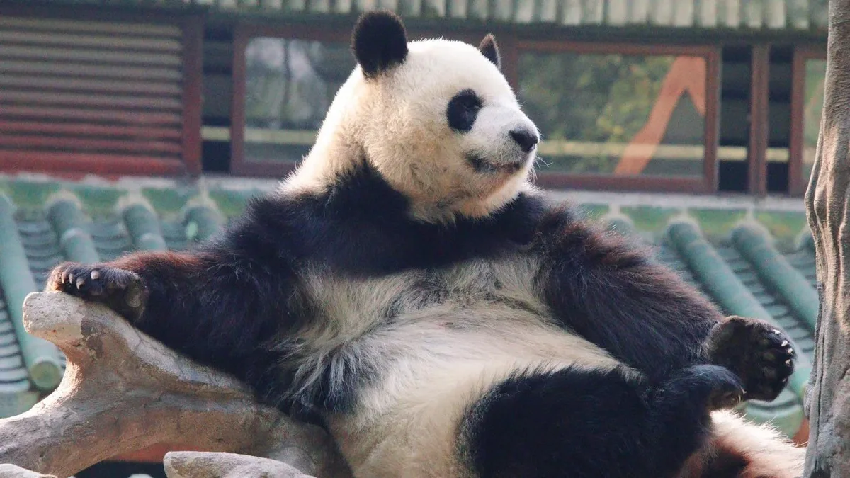 Do Giant Pandas Roll Down Hills
