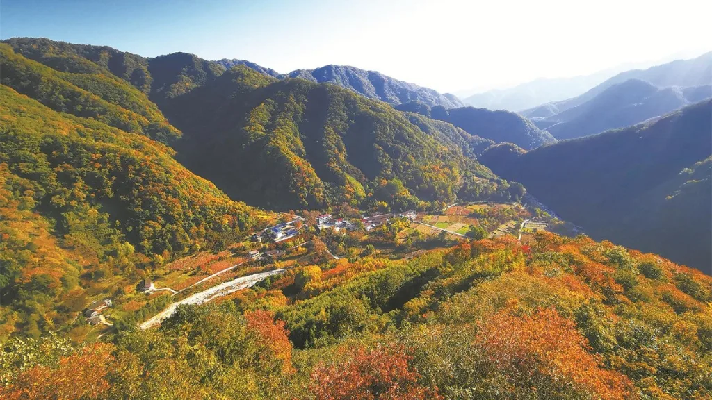 First Healthy Giant Panda Discovered Entering Daguping Village