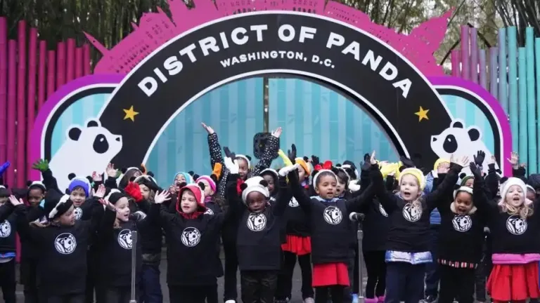 Giant Pandas Bao Li And Qing Bao Make Public Debut At Smithsonian’s National Zoo 3