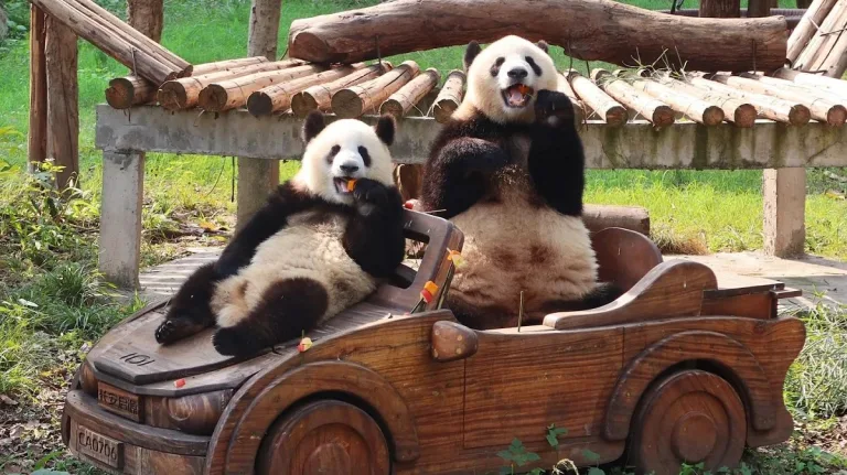 How Many Babies Do Giant Pandas Have In A Lifetime