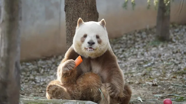 How Many Brown Pandas Are Left In The World
