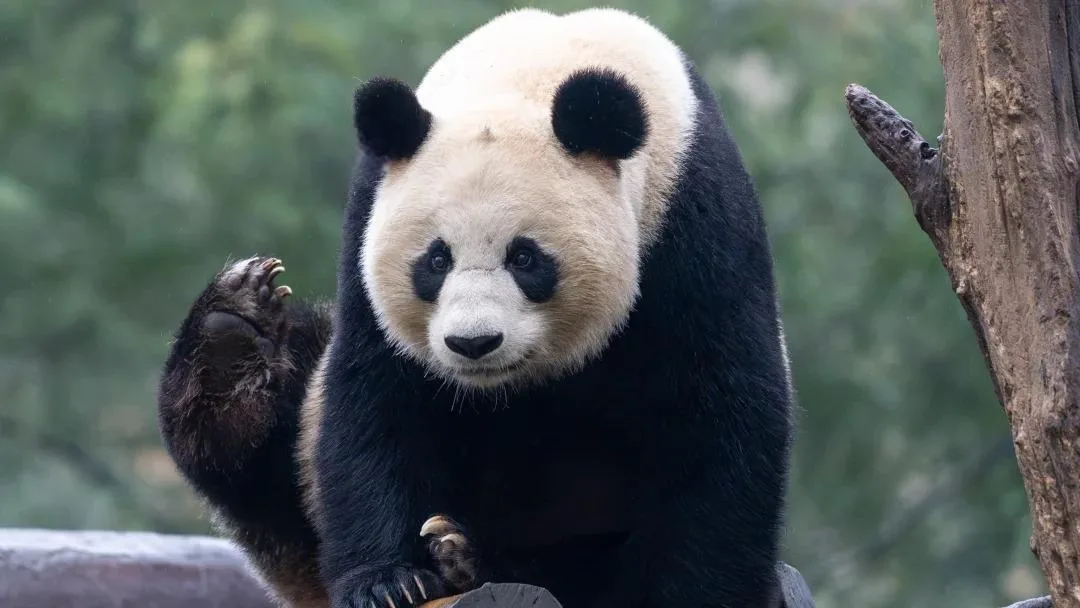 The Role Of Claws In Panda Behavior And Survival