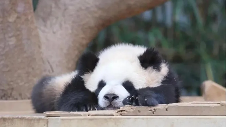 What Does A Baby Panda Look Like