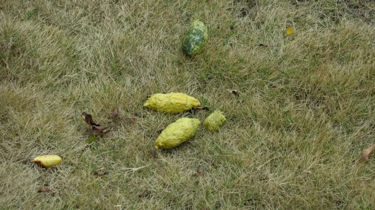 What Does Panda Poop Look Like