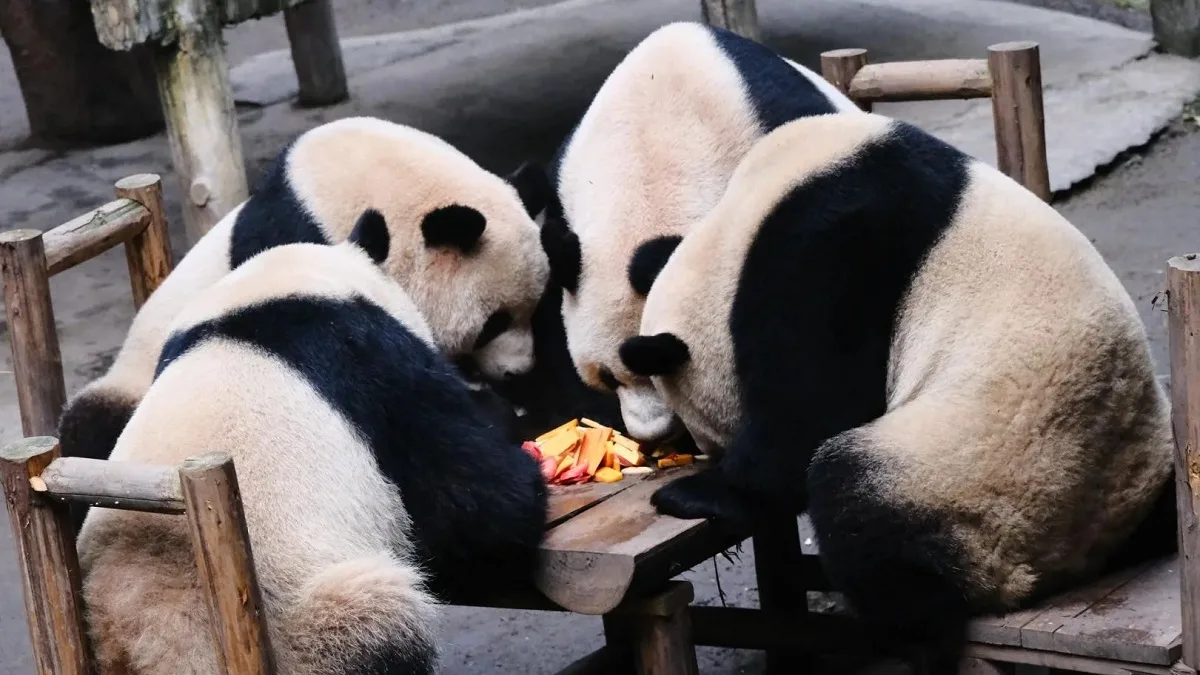 Where To See Giant Pandas In China