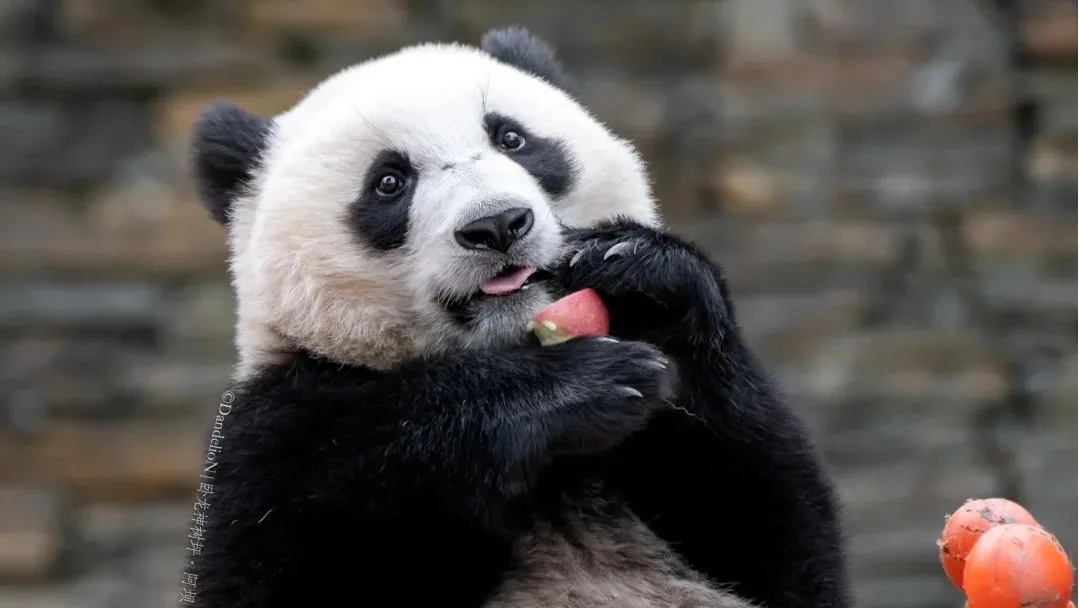 Do Pandas Eat Fruit