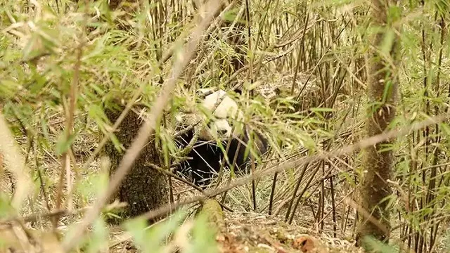 In The Deep Mountains And Dense Forests, They Are The Poop Collectors For Giant Pandas