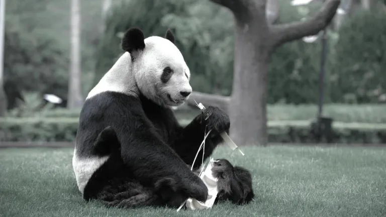 Legendary Panda Yong Ming Passes Away At The Age Of 32.5