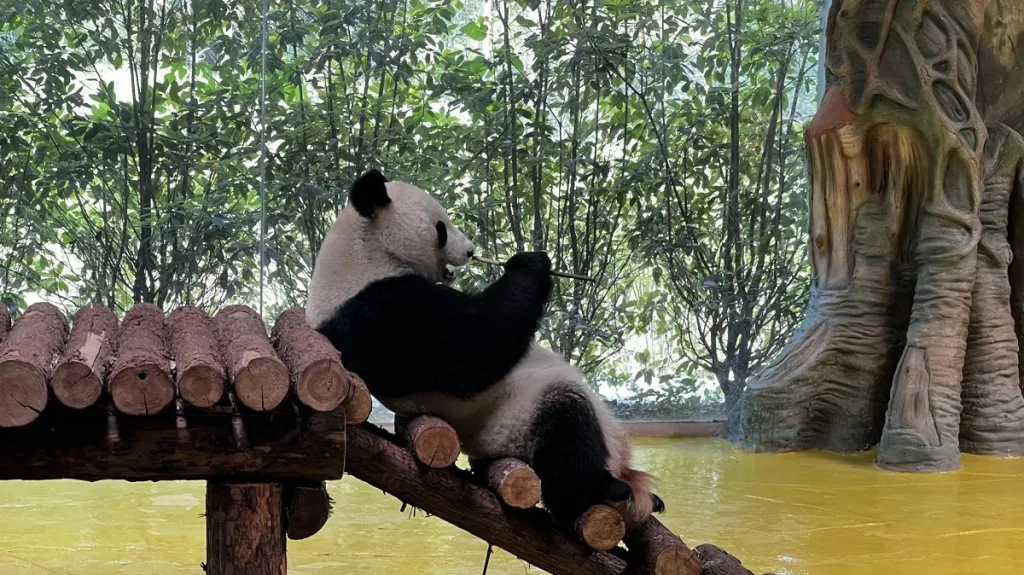 The Giant Panda Fu Feng Will Return To Her Hometown For Matchmaking And Breeding