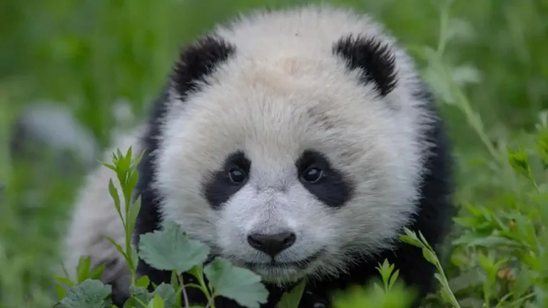 China’s Flagship Species Continue To Grow