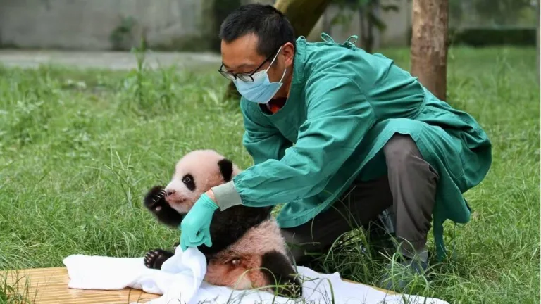 From janitor to director 32 years as a panda dad